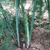 Spargelkraut