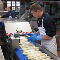 Spargel werden sortiert